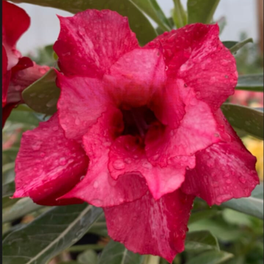 Baby - Rosa Do Deserto Kr 396