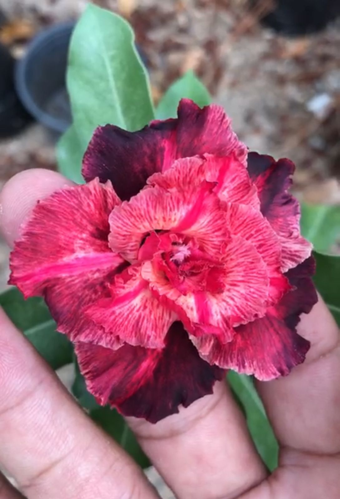 Baby - Rosa Do Deserto Majestade