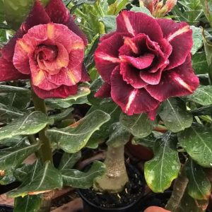 Baby - Rosa  Do Deserto Black Hole