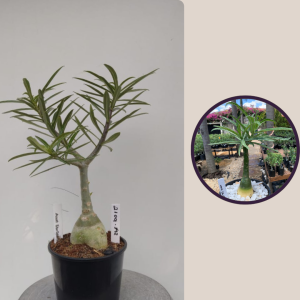 1610 01 Nova Tanzania