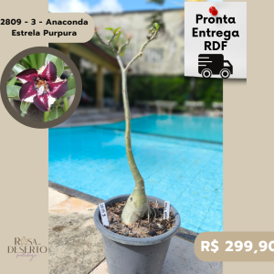 2809 - 3 - Anaconda Estrela Purpura