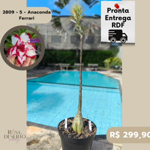 2809 - 5 - Anaconda Ferrari