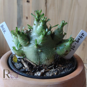 2409 01 Arabicum Hulk