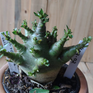 2409 02 Arabicum Aueng × Godji Dk × Hulk