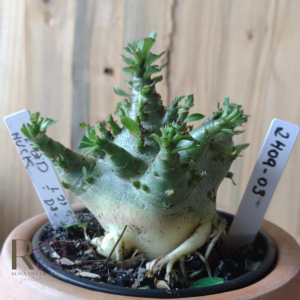 2409 03 Arabicum Bei bid Hulk