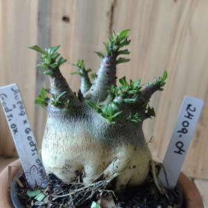 2409 04 Arabicum Aueng × Godji Champ × Godji Dk