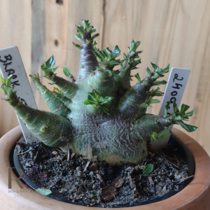 2409 05 Arabicum Black Stone