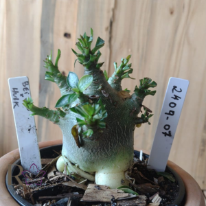 2409 07 Arabicum Bei Bid × Hulk