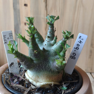 2409 08 Arabicum Bei Bid × Hulk