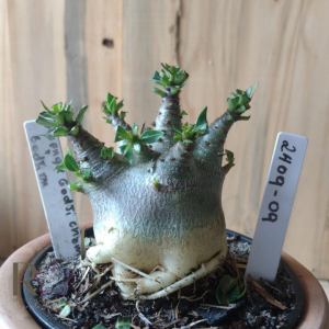 2409 09 Arabicum Aeung × Godji Champ × Godji Dk