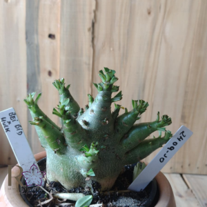 2409 10 Arabicum Bei Bid × Hulk