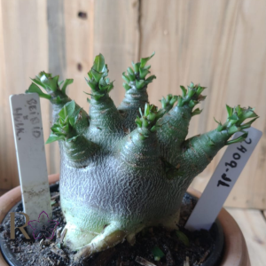 2409 11 Arabicum Bei Bid × Hulk