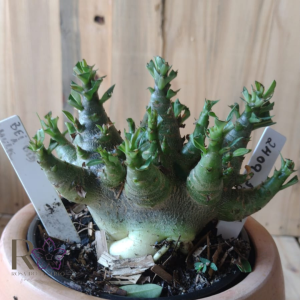 2409 13 Arabicum Aeung × Godji Champ × Godji Dk