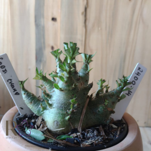 2409 14 Arabicum Godji Champ