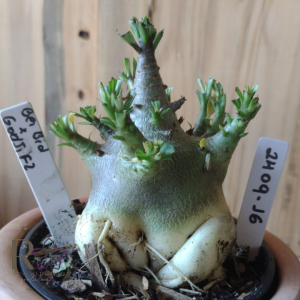 2409 16 Arabicum Bei Bid × Godji F2