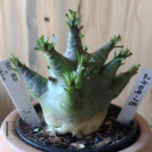 2409 18 Arabicum Bei Bid × Hulk