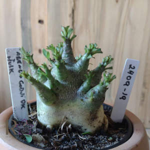 2409 19 Arabicum Aueng × Godji Dk × Hulk