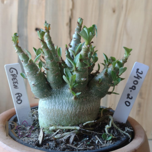 2409 20 Arabicum Green pod