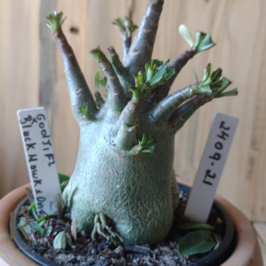 2409 21 Arabicum Godji F2 ×Black Hawk × Ony