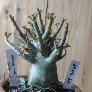 2409 22 Arabicum Green Pod × Hulk