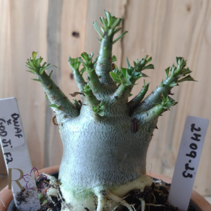 2409 23 Arabicum Dwaf × Godji F2