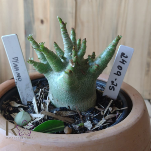 2409 26 Arabicum Dwarf