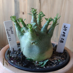 2409 28 Arabicum Dwarf × Godji