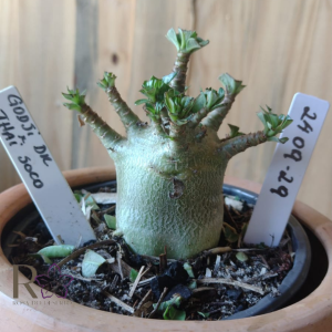 2409 29 Arabicum Godji Dk × Thai soco