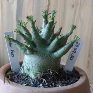 2409 30 Arabicum Green pod