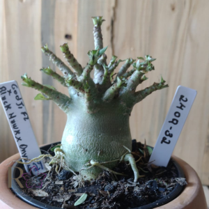 2409 32 Arabicum Godji × Black Hawk × Onyx