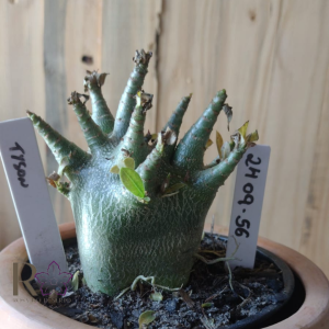 2409 56 Arabicum Tyson