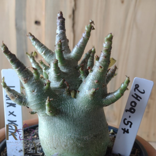 2409 57 Arabicum Hulk × KDk