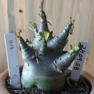 2409 58 Arabicum Hulk
