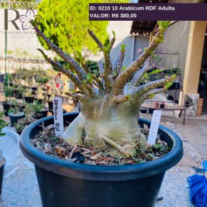 0210 10 Arabicum RDF Adulta
