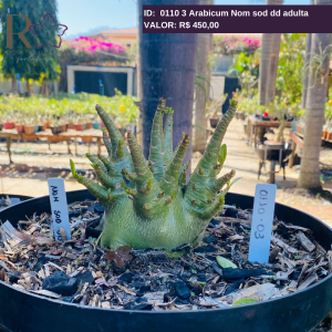 0110 3 Arabicum Nom sod dd adulta