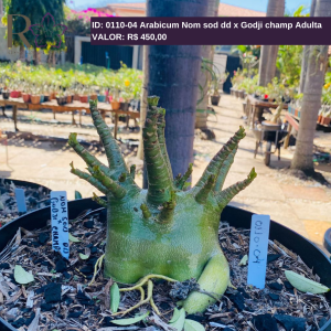 011004 Arabicum Nom sod dd x Godji champ Adulta