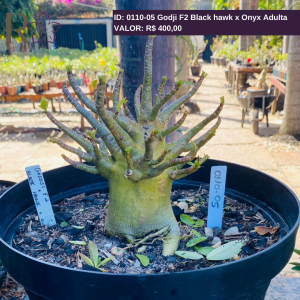 011005 ArabicumGodji F2 Black hawk x Onyx Adulta