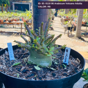 0110 06 Arabicum Volcano Adulta