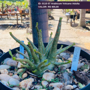 0110 07 Arabicum Volcano Adulta