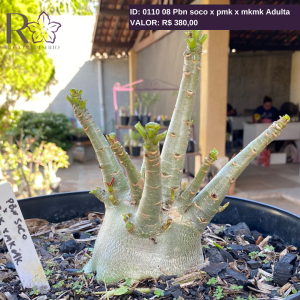 0110 08Arabicum Pbn soco x pmk x mkmk Adulta