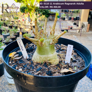 0110 11 Arabicum Ragnarok Adulta