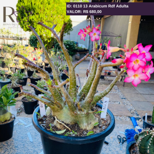 0110 13 Arabicum Rdf Adulta