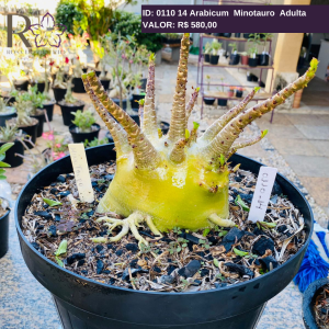 0110 14 Arabicum Minotauro Adulta