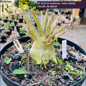 0110 15 Arabicum Urano Adulta