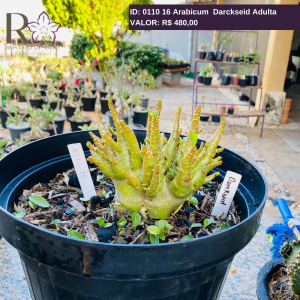 0110 16 Arabicum Darckseid Adulta