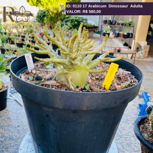 0110 17 Arabicum Dinossaur Adulta