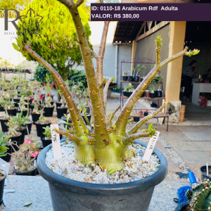 011018 Arabicum Rdf Adulta