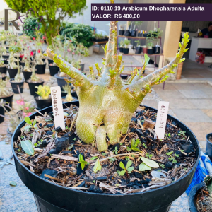 0110 19 Arabicum Dhopharensis Adulta