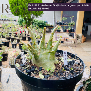 0110 21 Arabicum Godji champ x green pod Adulta