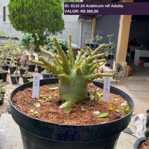 0110 24 Arabicum rdf Adulta